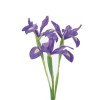 Vert d'Iris (fleur)