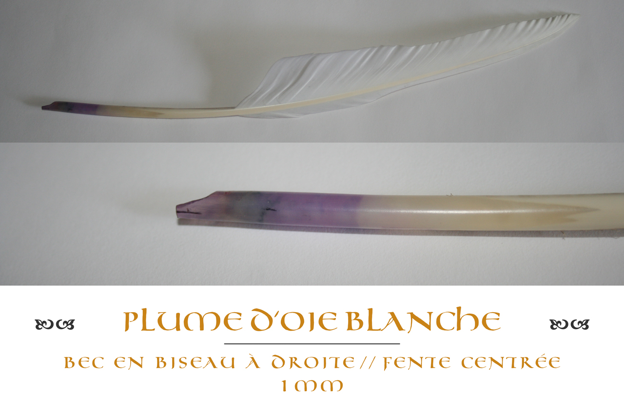 plume_oie_blanche